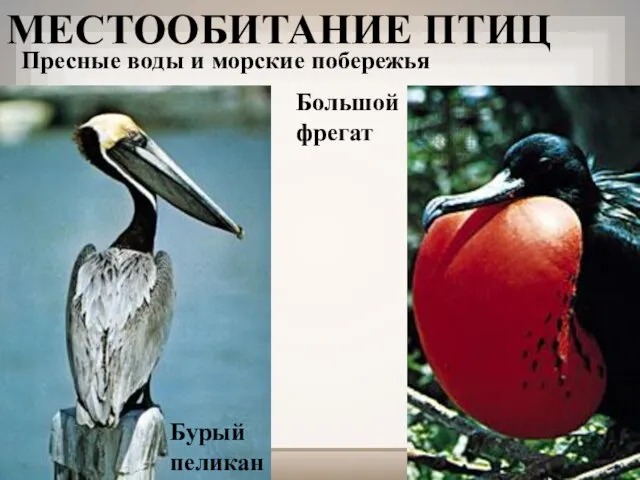 МЕСТООБИТАНИЕ ПТИЦ Пресные воды и морские побережья Бурый пеликан Большой фрегат