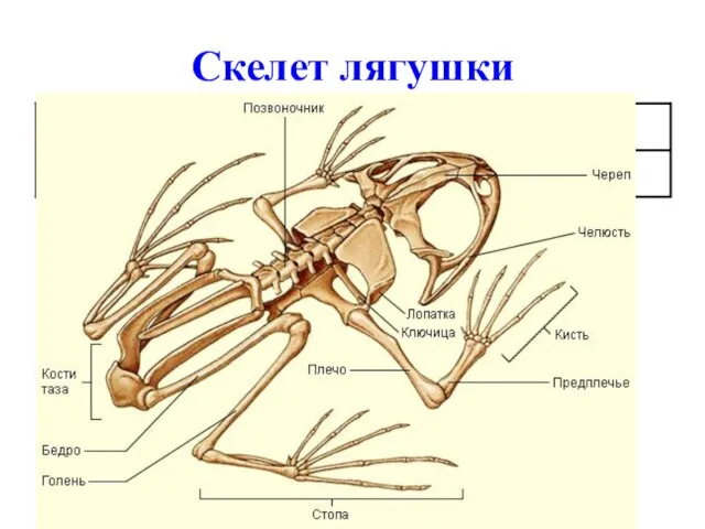 Скелет лягушки