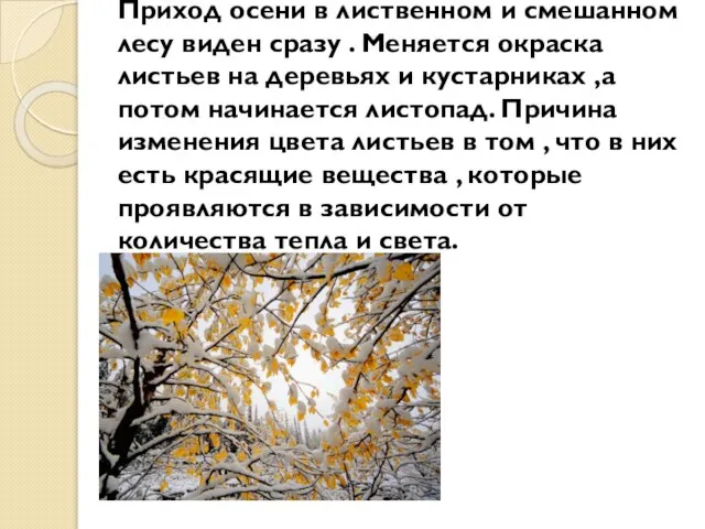 Приход осени в лиственном и смешанном лесу виден сразу . Меняется окраска