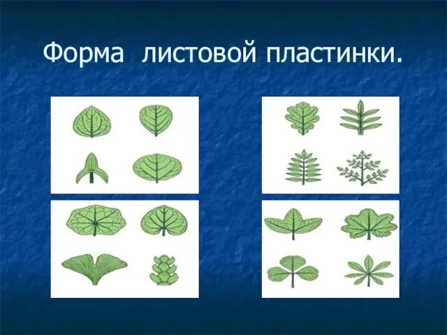 Форма листовой пластинки.