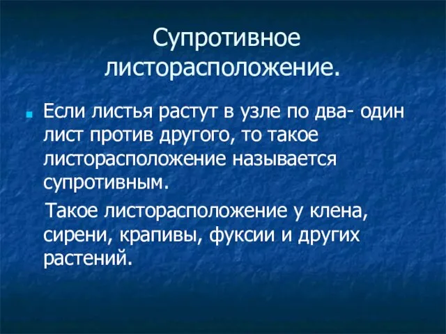 Супротивное листорасположение. Если листья растут в узле по два- один лист против