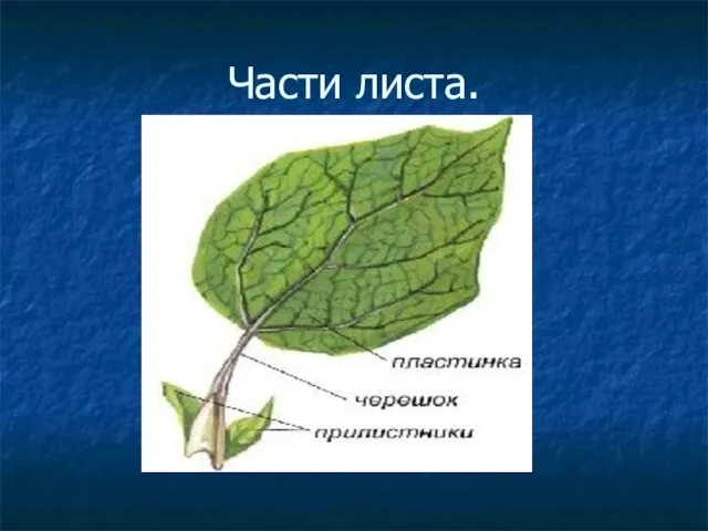 Части листа.