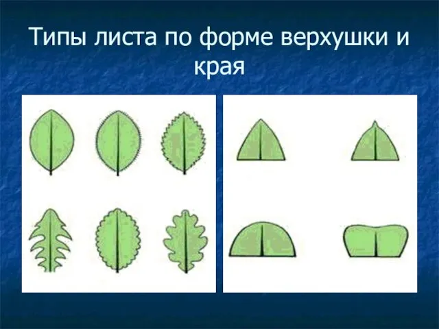 Типы листа по форме верхушки и края