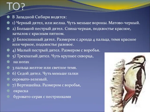 Сколько видов дятлов в ТО? В Западной Сибири водятся: 1) Черный дятел,