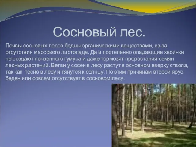 Сосновый лес. Почвы сосновых лесов бедны органическими веществами, из-за отсутствия массового листопада.