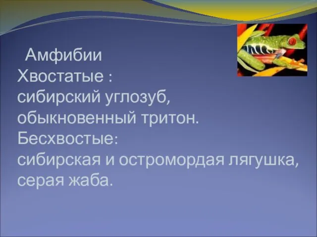 Амфибии Хвостатые : сибирский углозуб, обыкновенный тритон. Бесхвостые: сибирская и остромордая лягушка, серая жаба.