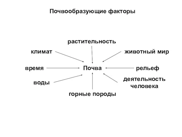 Почва растительность животный мир рельеф деятельность человека горные породы воды время климат Почвообразующие факторы