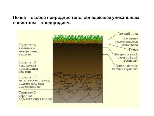 Почва – особое природное тело, обладающее уникальным свойством – плодородием.