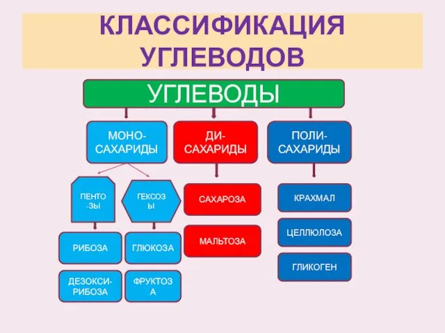 КЛАССИФИКАЦИЯ УГЛЕВОДОВ УГЛЕВОДЫ МОНО- САХАРИДЫ ДИ- САХАРИДЫ ПОЛИ- САХАРИДЫ ПЕНТО-ЗЫ ГЕКСОЗЫ РИБОЗА