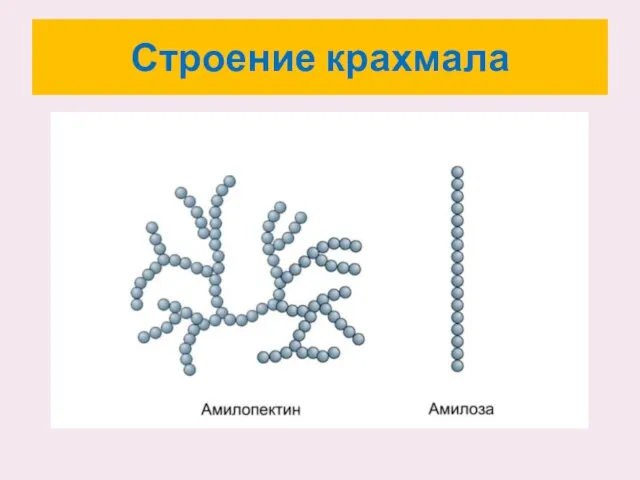 Строение крахмала