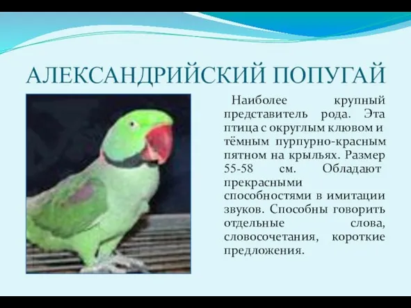 АЛЕКСАНДРИЙСКИЙ ПОПУГАЙ Наиболее крупный представитель рода. Эта птица с округлым клювом и