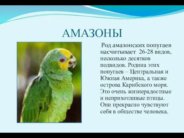 АМАЗОНЫ Род амазонских попугаев насчитывает 26-28 видов, несколько десятков подвидов. Родина этих