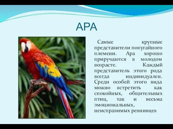 АРА Самые крупные представители попугайного племени. Ара хорошо приручаются в молодом возрасте.