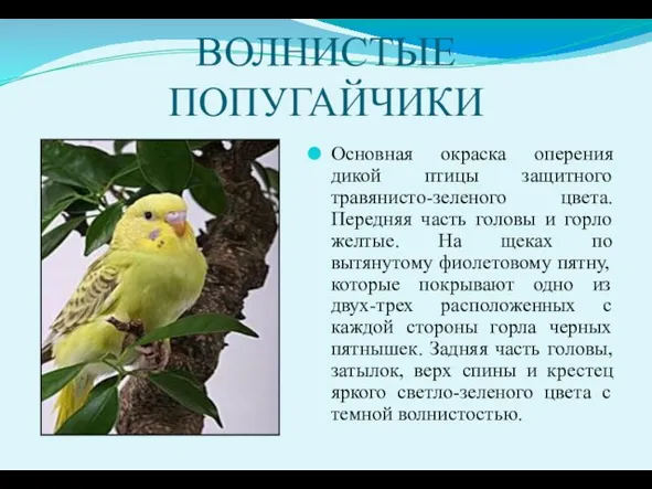 ВОЛНИСТЫЕ ПОПУГАЙЧИКИ Основная окраска оперения дикой птицы защитного травянисто-зеленого цвета. Передняя часть