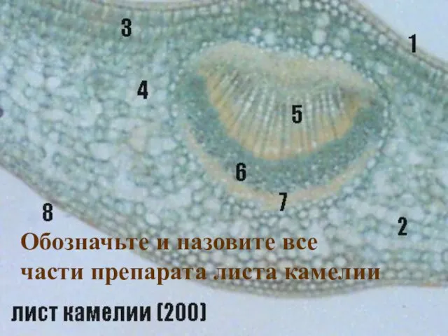 Обозначьте и назовите все части препарата листа камелии