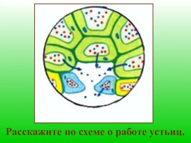 Расскажите по схеме о работе устьиц.