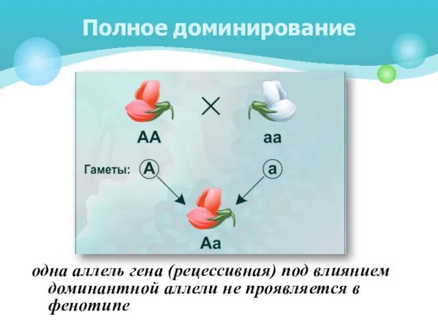 одна аллель гена (рецессивная) под влиянием доминантной аллели не проявляется в фенотипе Полное доминирование