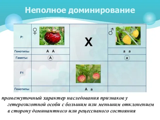 промежуточный характер наследования признаков у гетерозиготной особи с большим или меньшим отклонением