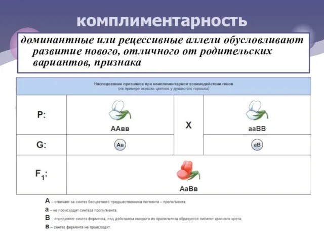 доминантные или рецессивные аллели обусловливают развитие нового, отличного от родительских вариантов, признака комплиментарность