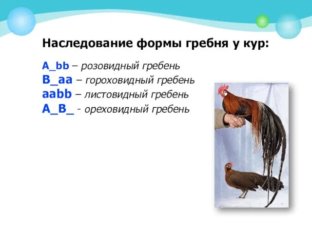 Наследование формы гребня у кур: А_bb – розовидный гребень В_aa – гороховидный