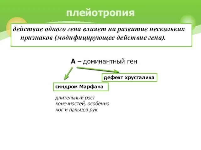 действие одного гена влияет на развитие нескольких признаков (модифицирующее действие гена). плейотропия