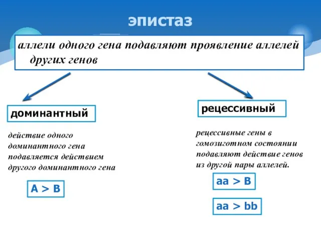 аллели одного гена подавляют проявление аллелей других генов эпистаз доминантный рецессивный действие