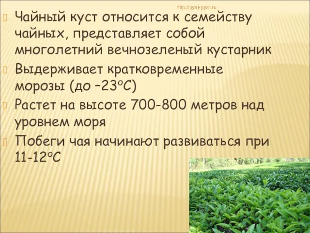 Чайный куст относится к семейству чайных, представляет собой многолетний вечнозеленый кустарник Выдерживает