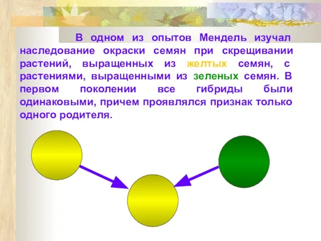 В одном из опытов Мендель изучал наследование окраски семян при скрещивании растений,