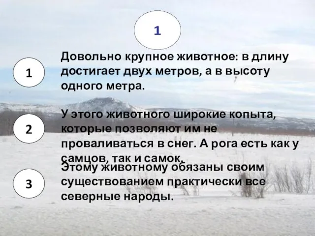 Довольно крупное животное: в длину достигает двух метров, а в высоту одного