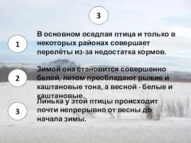 В основном оседлая птица и только в некоторых районах совершает перелёты из-за