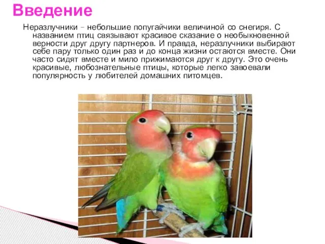 Неразлучники – небольшие попугайчики величиной со снегиря. С названием птиц связывают красивое