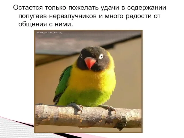 Остается только пожелать удачи в содержании попугаев-неразлучников и много радости от общения с ними.