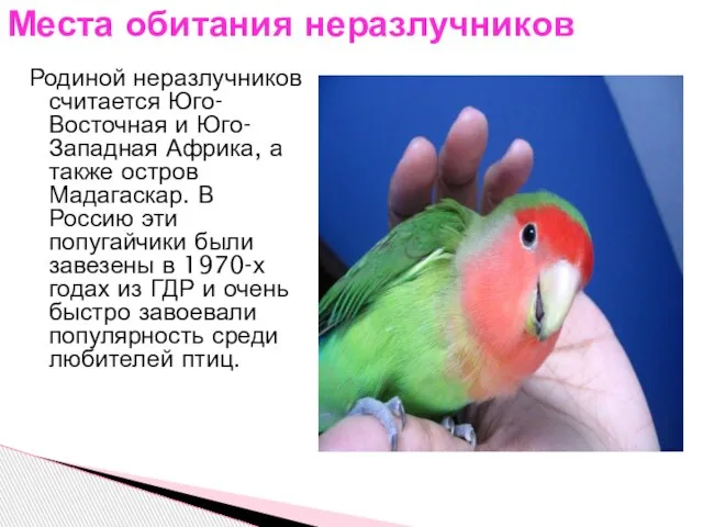 Родиной неразлучников считается Юго-Восточная и Юго-Западная Африка, а также остров Мадагаскар. В