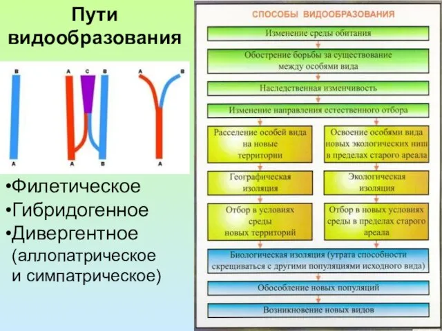 Филетическое Гибридогенное Дивергентное (аллопатрическое и симпатрическое) Пути видообразования