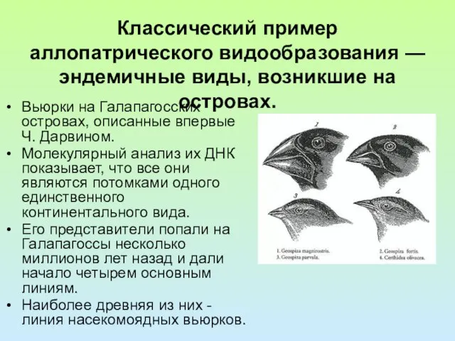 Классический пример аллопатрического видообразования — эндемичные виды, возникшие на островах. Вьюрки на