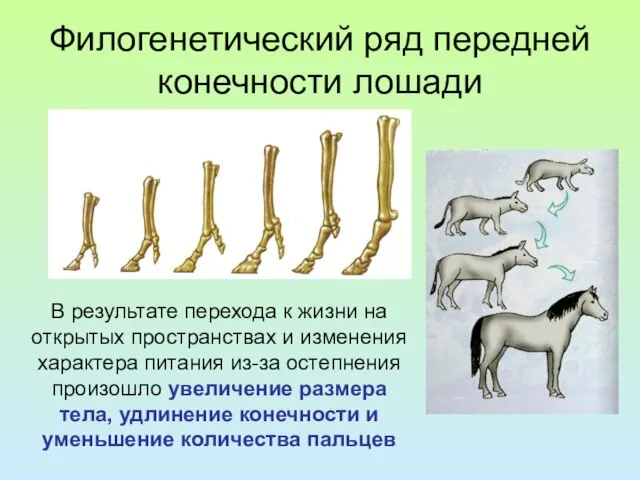Филогенетический ряд передней конечности лошади В результате перехода к жизни на открытых