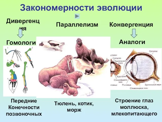 Закономерности эволюции Дивергенция Гомологи Конвергенция Аналоги Параллелизм Передние Конечности позвоночных Тюлень, котик,