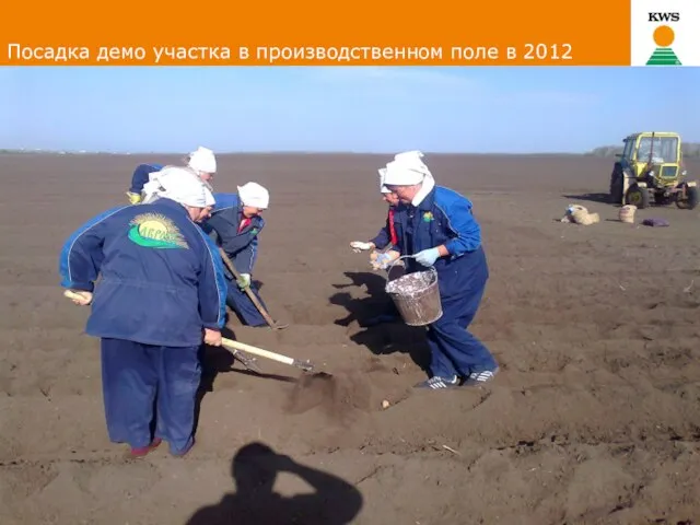 Посадка демо участка в производственном поле в 2012