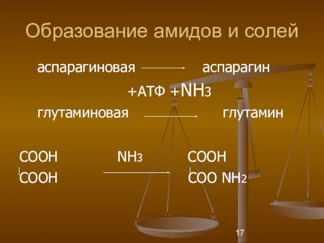 Образование амидов и солей аспарагиновая аспарагин +АТФ +NН3 глутаминовая глутамин СООН NН3 СООН СООН СОО NН2