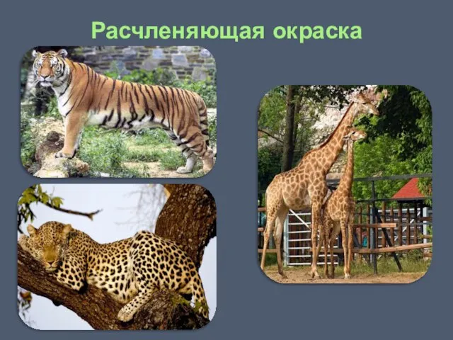 Расчленяющая окраска