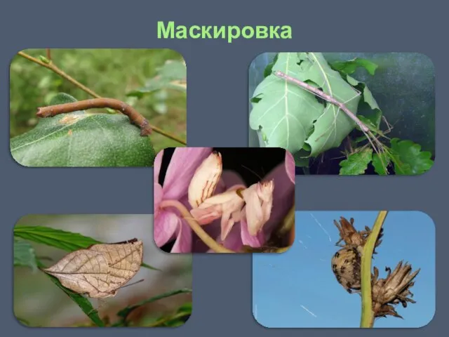 Маскировка