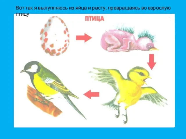 Вот так я вылупляюсь из яйца и расту, превращаясь во взрослую птицу