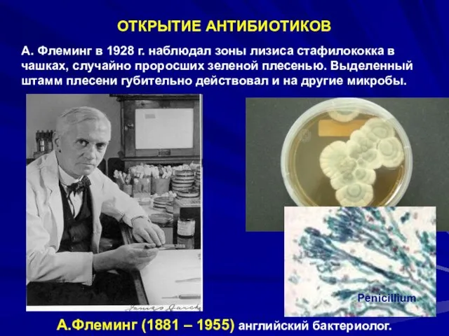 ОТКРЫТИЕ АНТИБИОТИКОВ А. Флеминг в 1928 г. наблюдал зоны лизиса стафилококка в