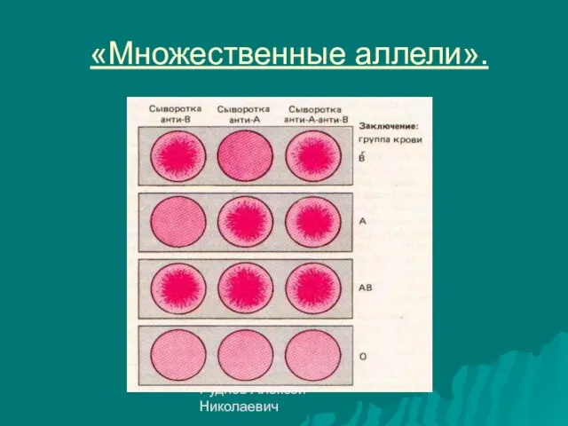 Руднев Алексей Николаевич «Множественные аллели».