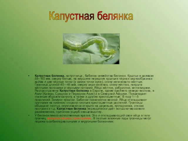 Капустная белянка, капустница , бабочка семейства белянок. Крылья в размахе 55—60 мм,