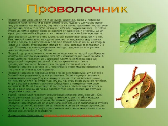 Проволочником называют личинок жуков-щелкунов. Такое интересное название жуки получили за свою способность