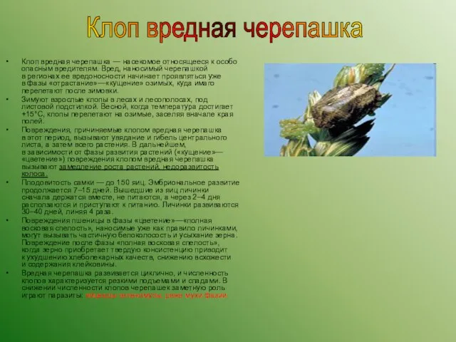 Клоп вредная черепашка — насекомое относящееся к особо опасным вредителям. Вред, наносимый