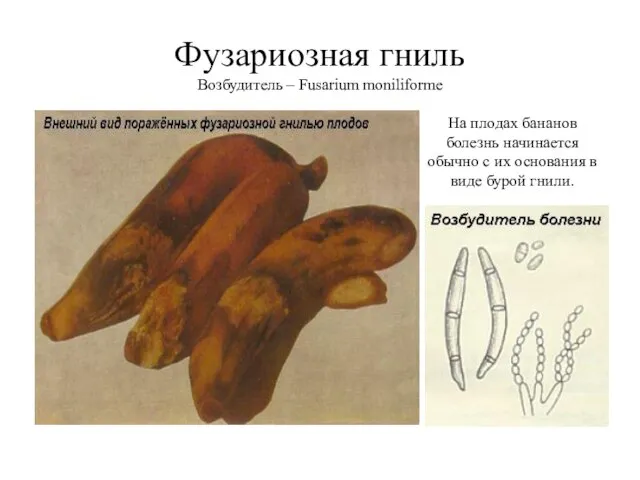 Фузариозная гниль Возбудитель – Fusarium moniliforme На плодах бананов болезнь начинается обычно