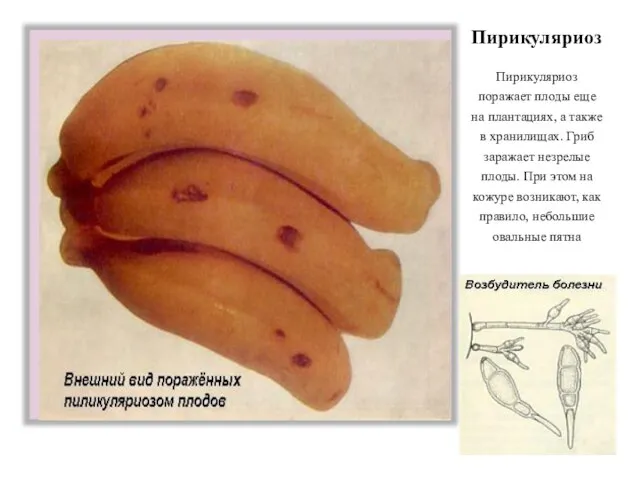Пирикуляриоз Пирикуляриоз поражает плоды еще на плантациях, а также в хранилищах. Гриб