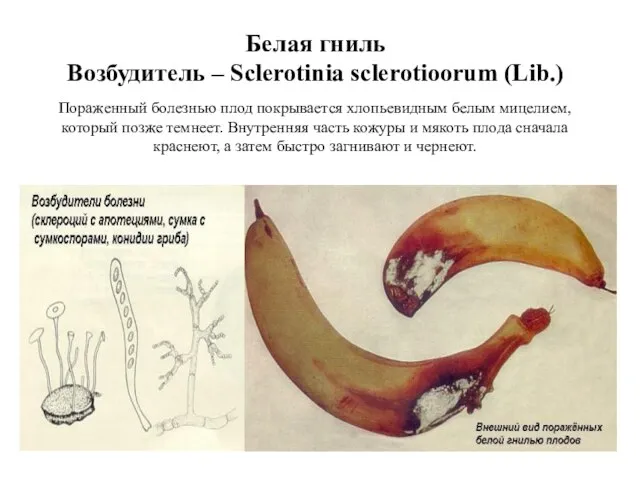 Белая гниль Возбудитель – Sclerotinia sclerotioorum (Lib.) Пораженный болезнью плод покрывается хлопьевидным